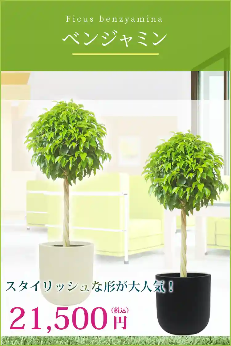 ベンジャミン 観葉植物 21,500円(税込)