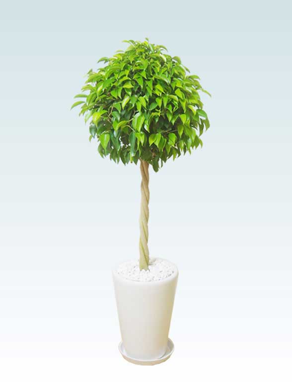 ベンジャミン 陶器鉢植込み ラウンドタイプ白色 スタイリッシュ 観葉植物の販売 通販の観葉植物のオアシス