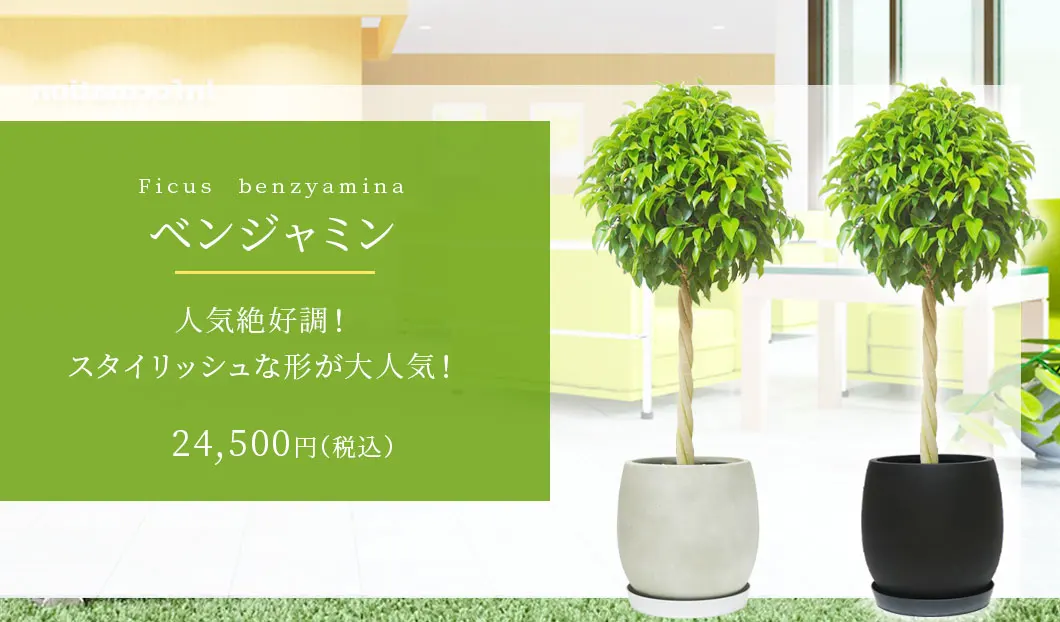 ベンジャミン 観葉植物 24,500円(税込)