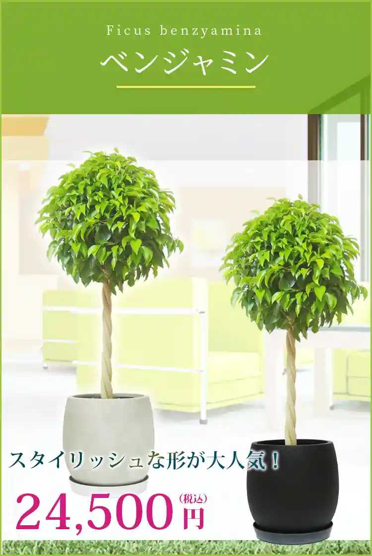 ベンジャミン 観葉植物 24,500円(税込)