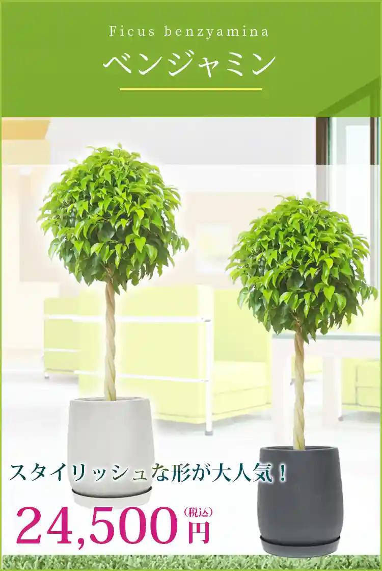 ベンジャミン 観葉植物 24,500円(税込)