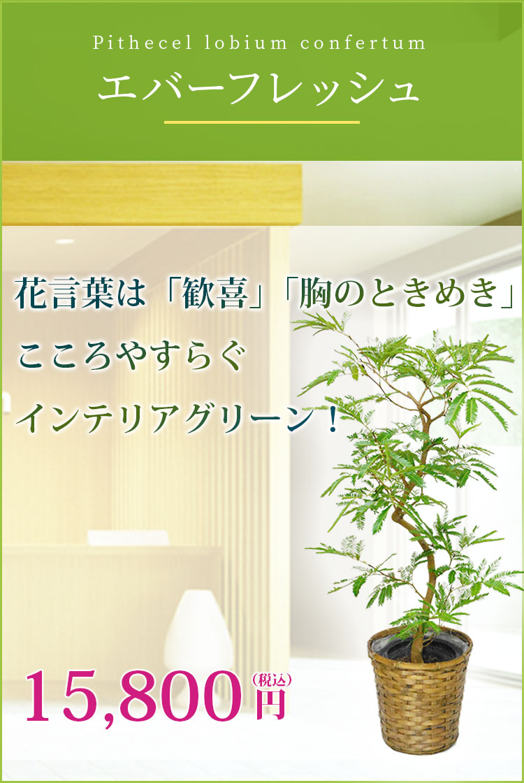 エバーフレッシュ 籐かご付 ダークブラウン色 ｍサイズ 観葉植物の販売 通販の観葉植物のオアシス
