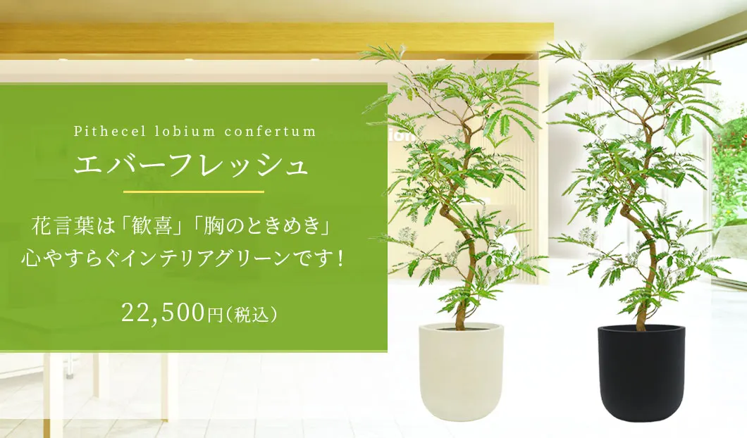 エバーフレッシュ 観葉植物 22,500円(税込)