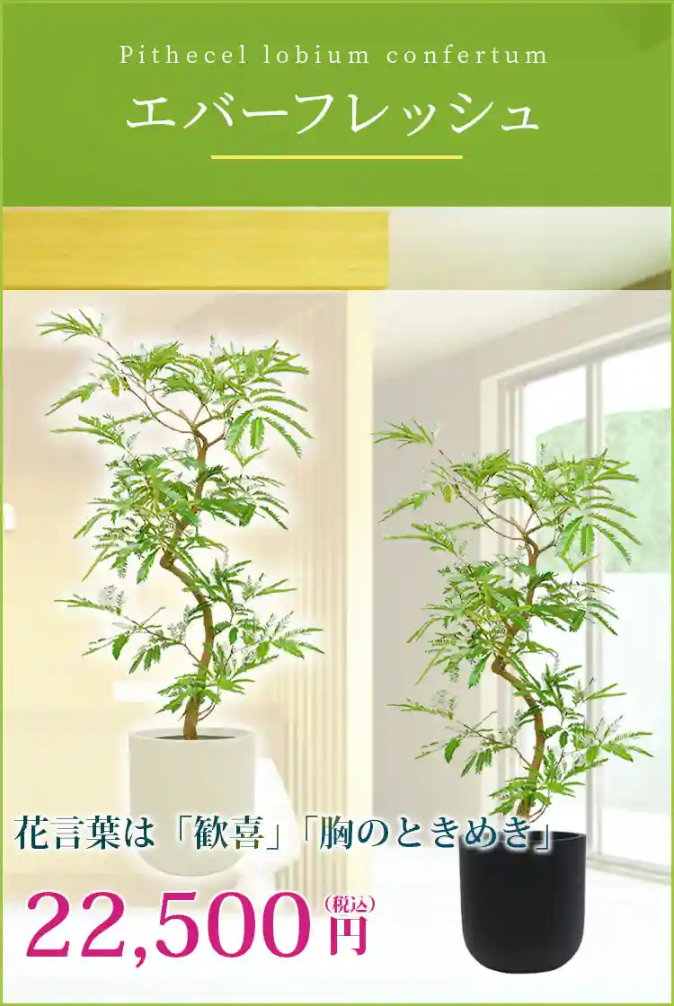 エバーフレッシュ 観葉植物 22,500円(税込)