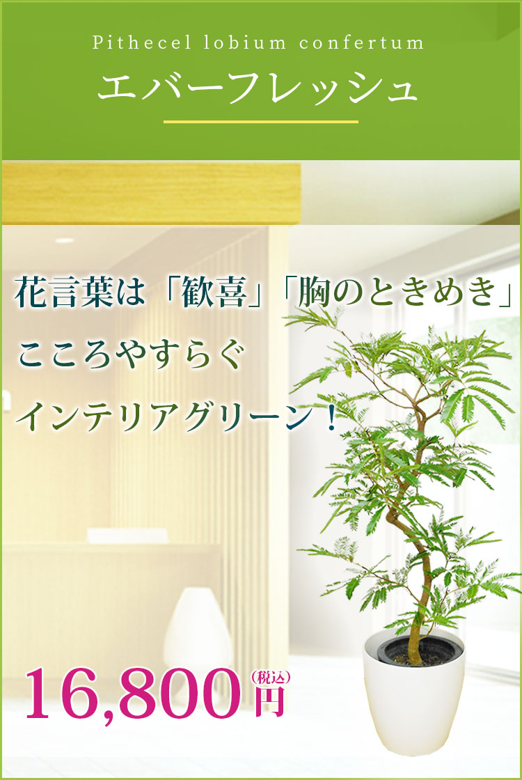 エバーフレッシュ ラスターポット付 ｍサイズ 観葉植物の販売 通販の観葉植物のオアシス