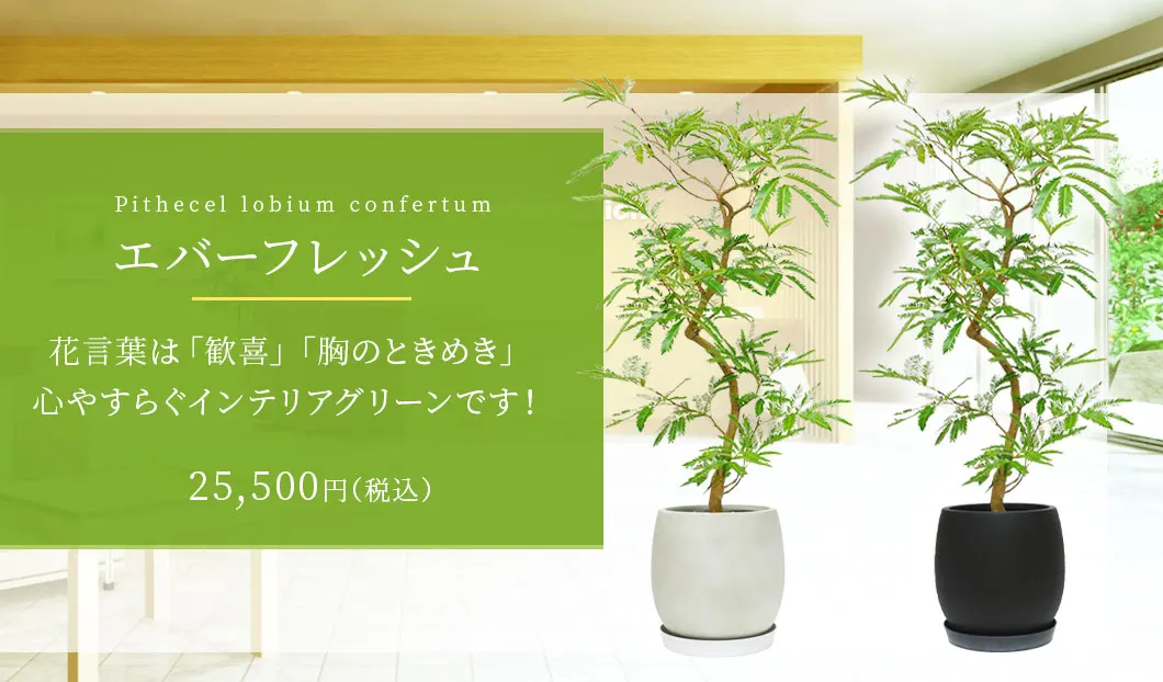 エバーフレッシュ 観葉植物 25,500円(税込)