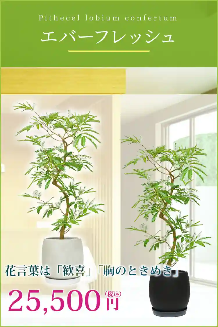 エバーフレッシュ 観葉植物 25,500円(税込)