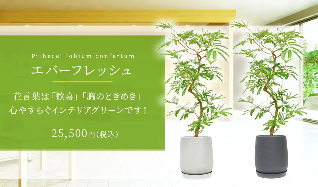 エバーフレッシュ 観葉植物 25,500円(税込)