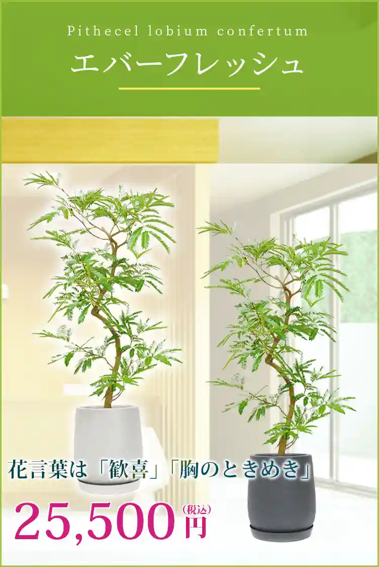 エバーフレッシュ 観葉植物 25,500円(税込)