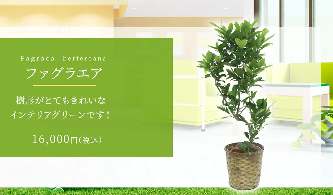 ファグラエア 観葉植物 16,000円(税込)