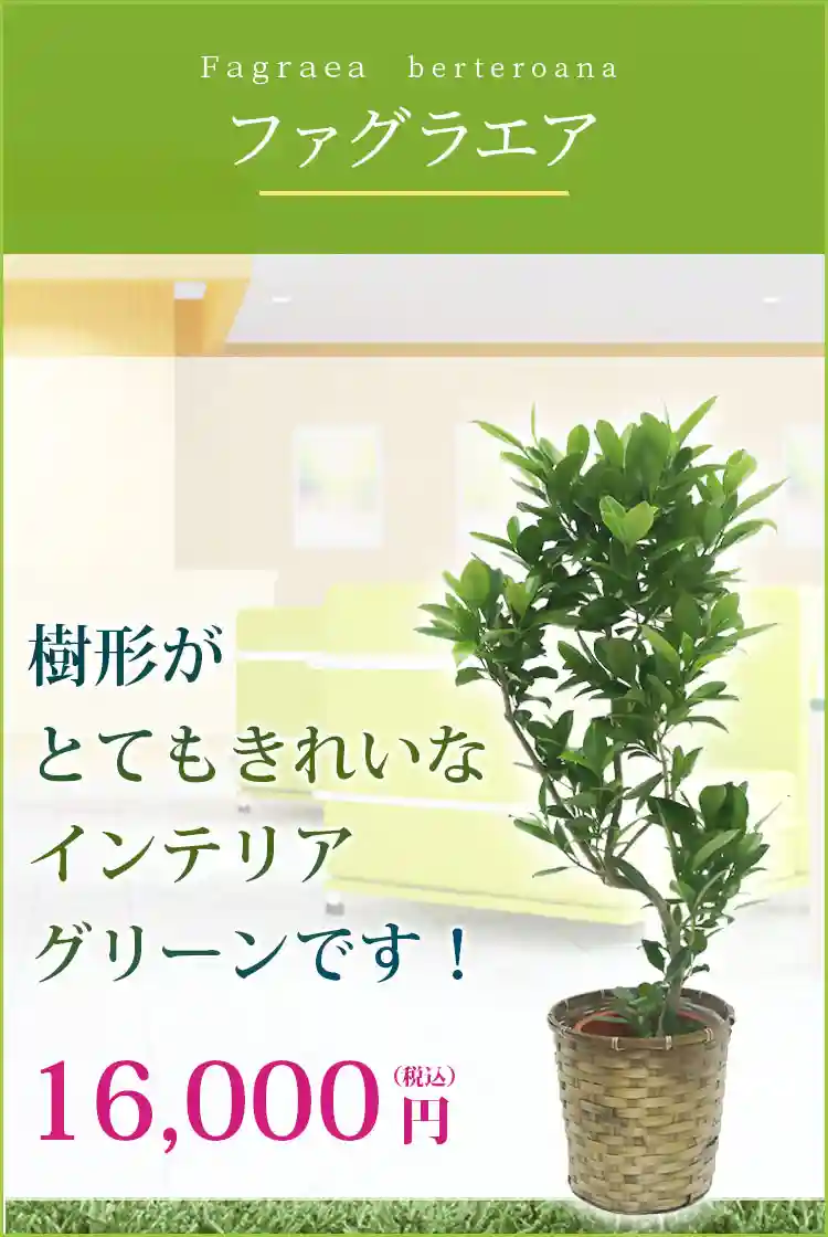 ファグラエア 観葉植物 16,000円(税込)