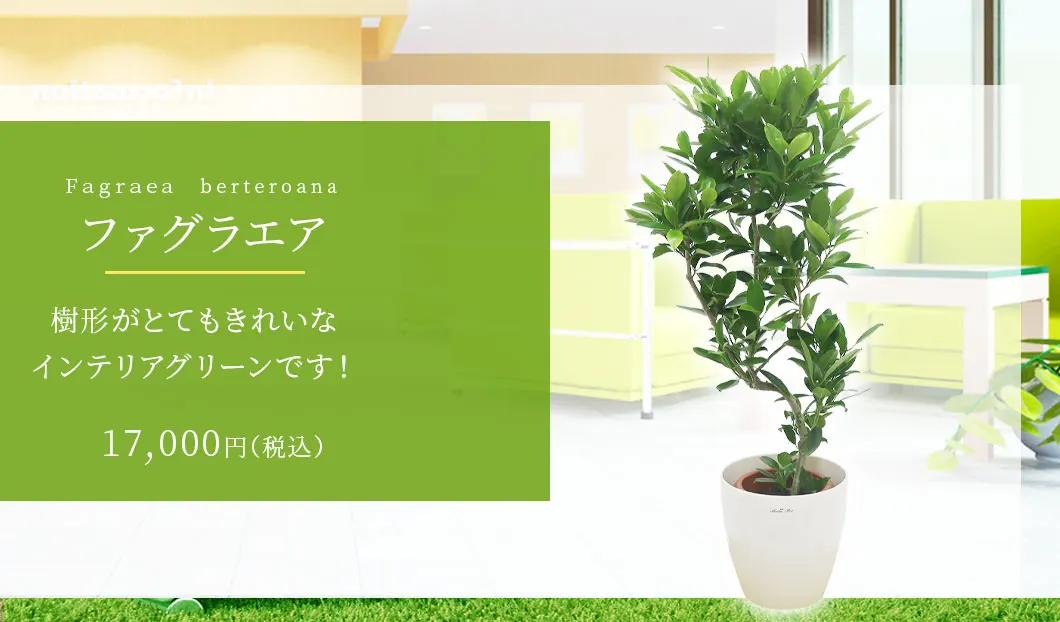 ファグラエア 観葉植物 17,000円(税込)