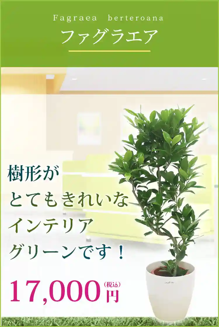 ファグラエア 観葉植物 17,000円(税込)