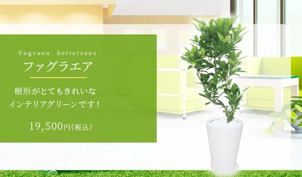 ファグラエア 観葉植物 19,500円(税込)