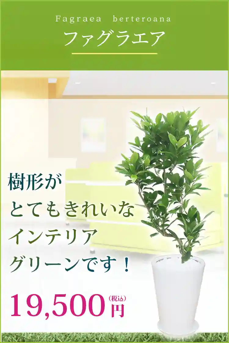 ファグラエア 観葉植物 19,500円(税込)