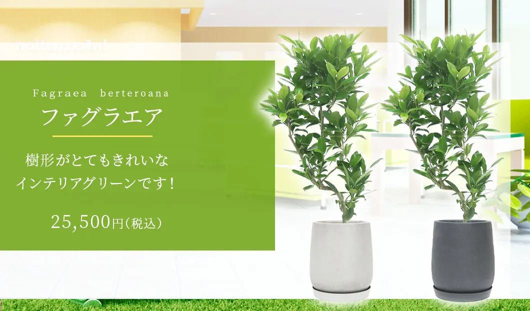 ファグラエア 観葉植物 25,500円(税込)