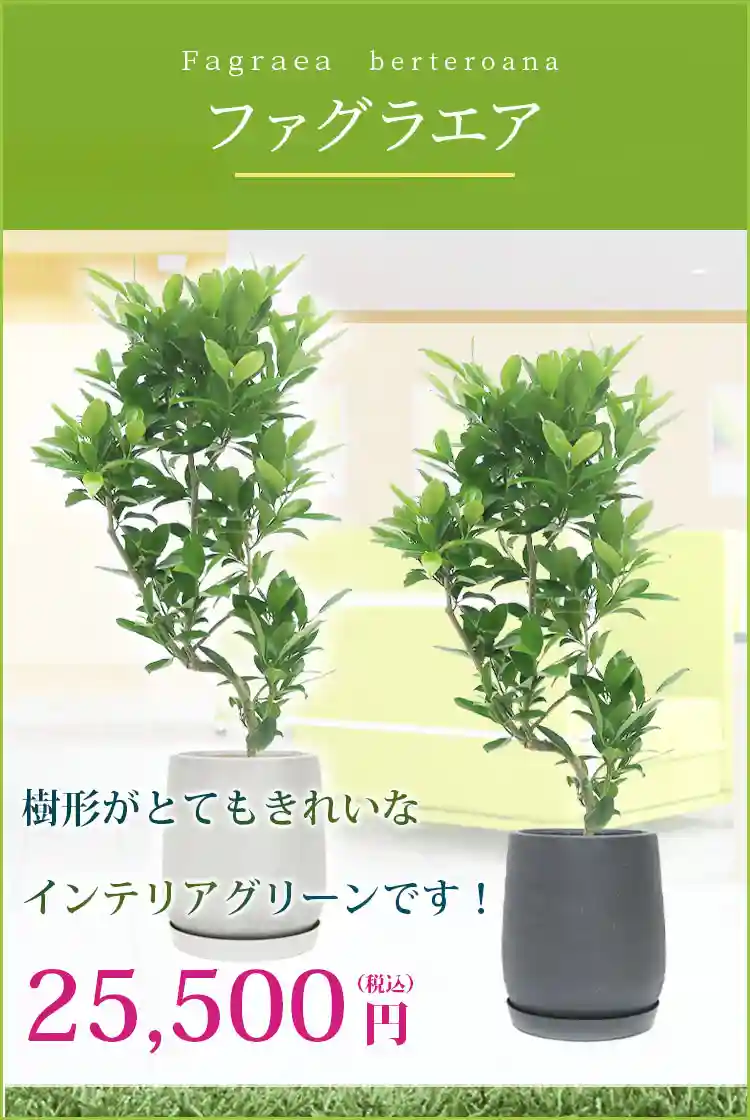 ファグラエア 観葉植物 25,500円(税込)