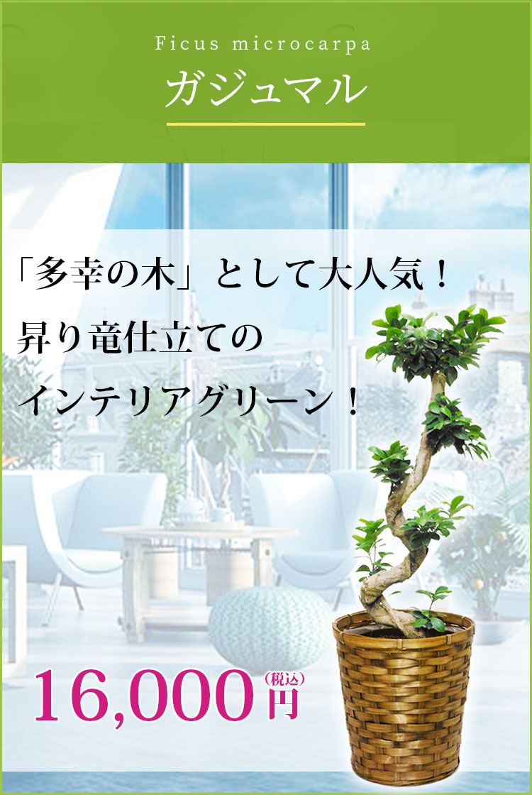 ガジュマル 籐かご付 ダークブラウン色 ｍサイズ 観葉植物の販売 通販の観葉植物のオアシス