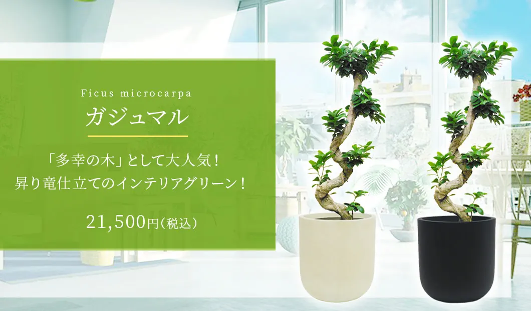 ガジュマル 観葉植物 21,500円(税込)