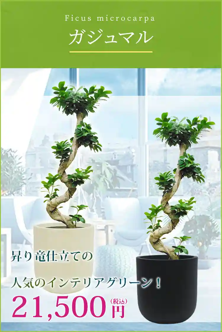 ガジュマル 観葉植物 21,500円(税込)