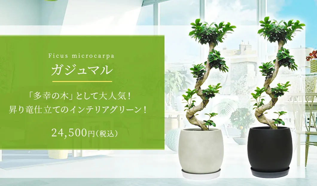 ガジュマル 観葉植物 24,500円(税込)