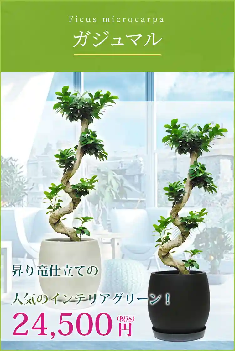 ガジュマル 観葉植物 24,500円(税込)