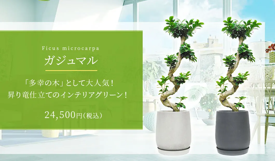 ガジュマル 観葉植物 24,500円(税込)