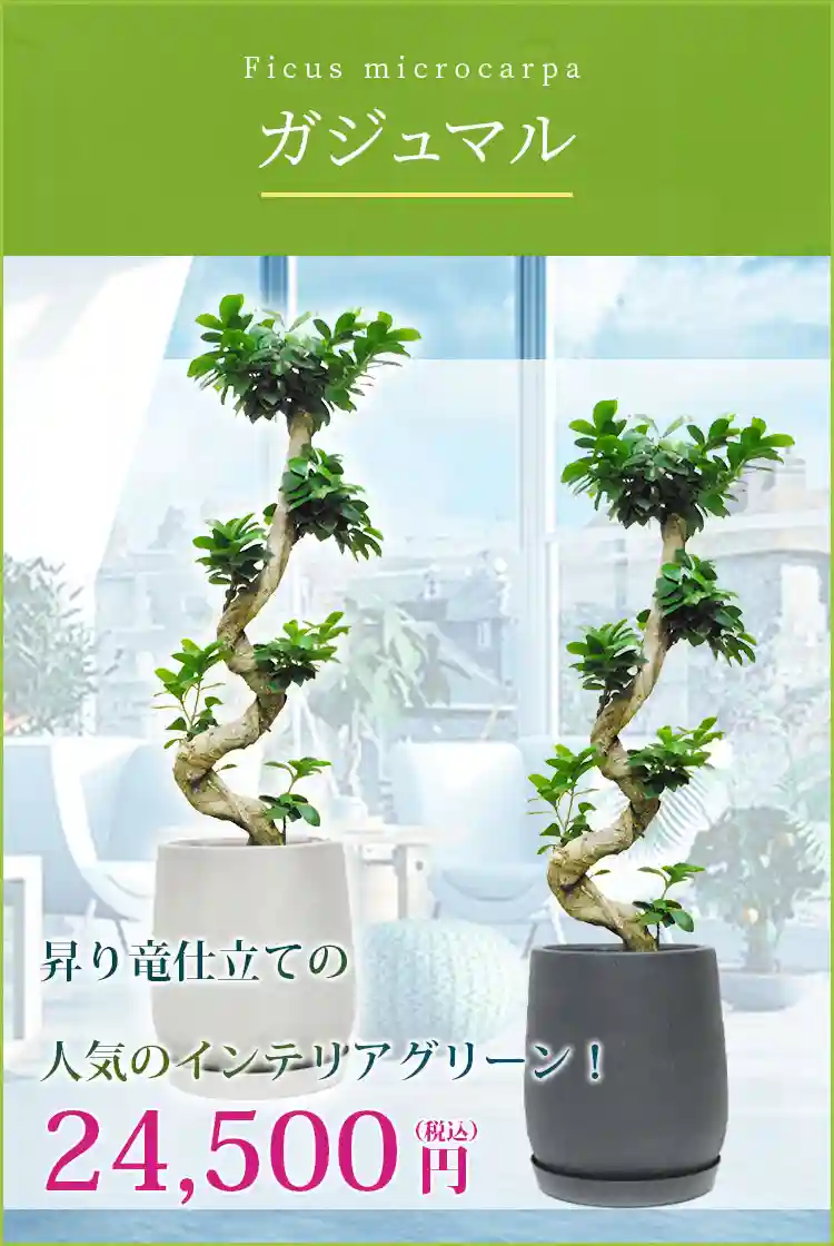 ガジュマル 観葉植物 24,500円(税込)