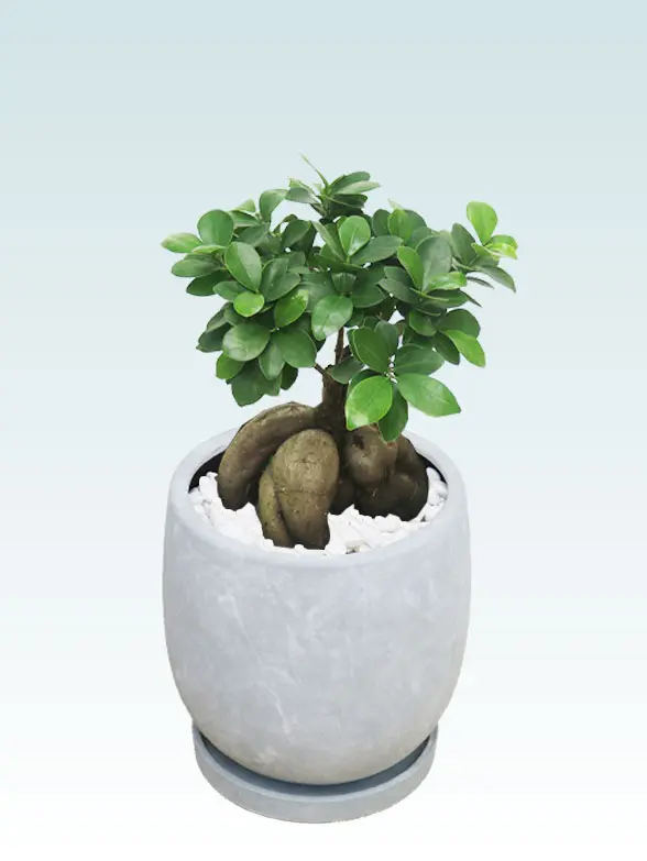 ガジュマル スタイリッシュ 陶器鉢 ボウル型