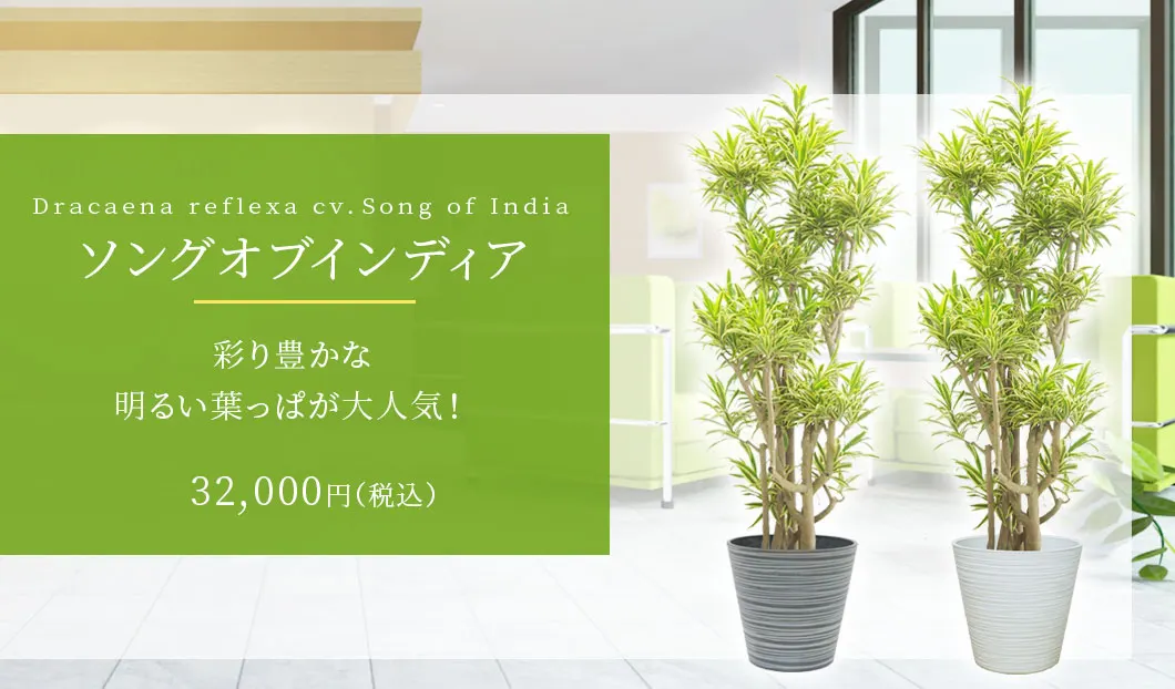 ソングオブインディア 観葉植物 33,000円(税込)