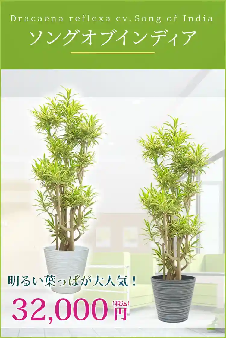 ソングオブインディア 観葉植物 33,000円(税込)