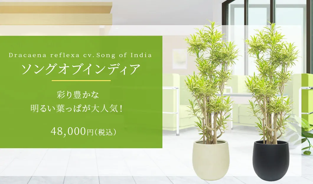 ソングオブインディア 観葉植物 48,000円(税込)