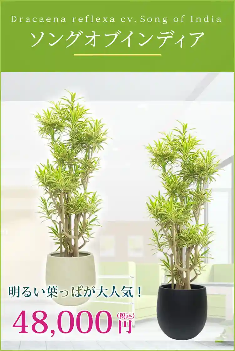 ソングオブインディア 観葉植物 48,000円(税込)