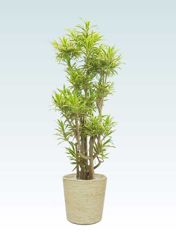 ソングオブインディア かご付 コーンホワイト色 Lサイズ 観葉植物の販売 通販の観葉植物のオアシス
