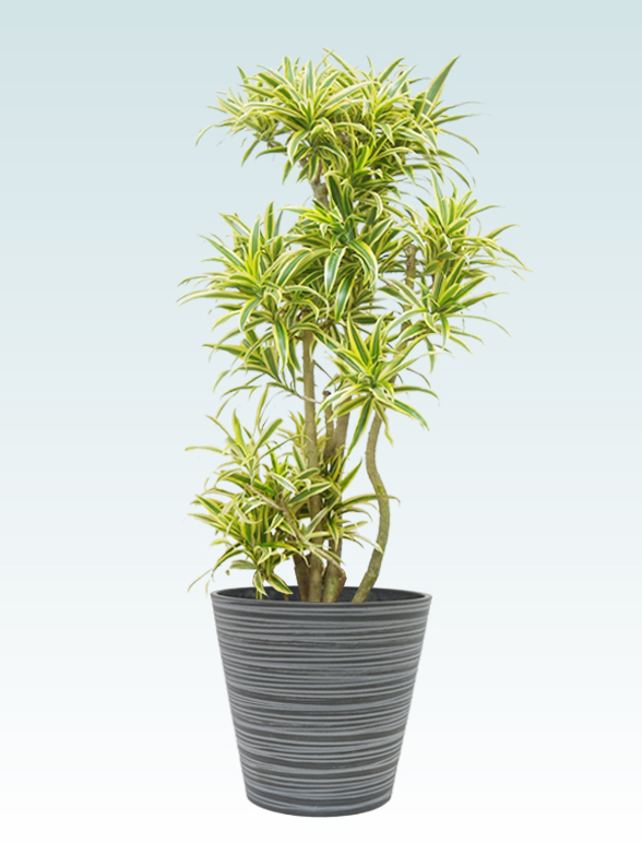 ソングオブインディア Mサイズ エコフレンドリーポット付