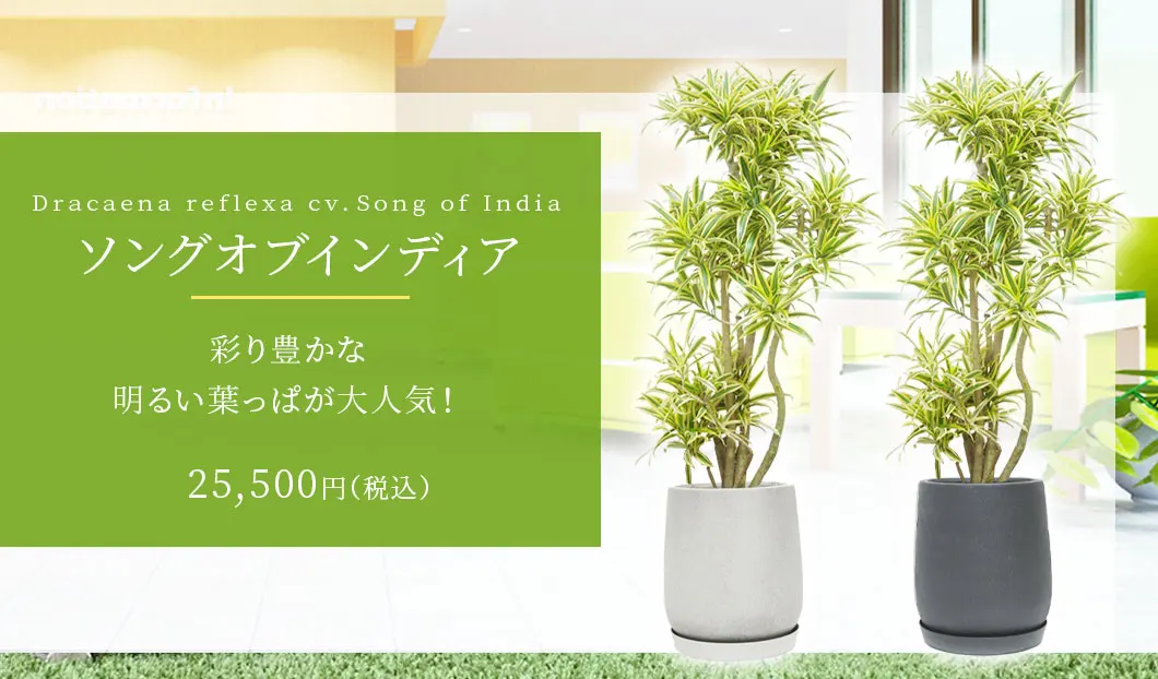 ソングオブインディア 観葉植物 25,500円(税込)