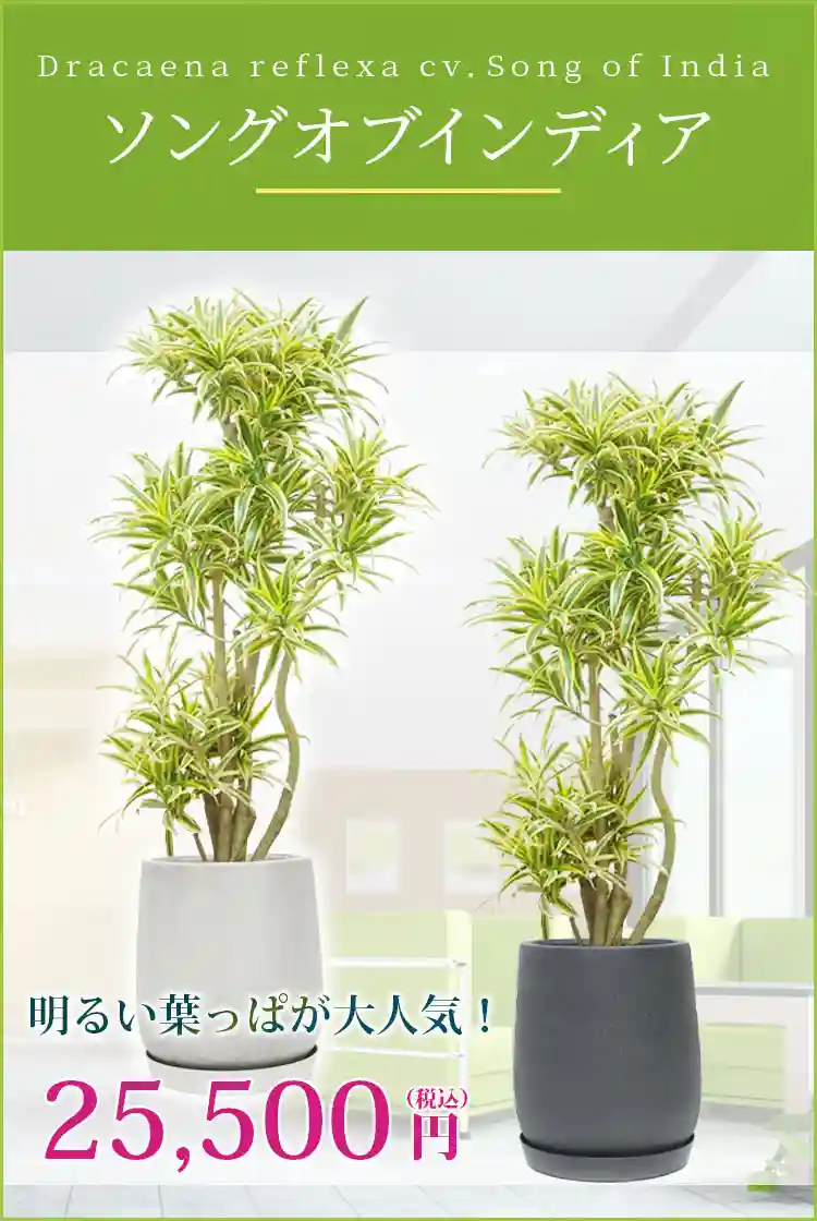 ソングオブインディア 観葉植物 25,500円(税込)