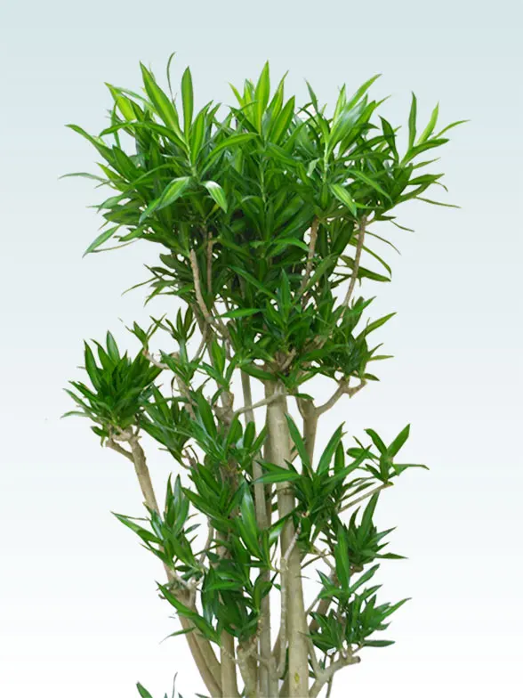 ソングオブ・ジャマイカ 8号 コンカー ピラー L 80 観葉植物