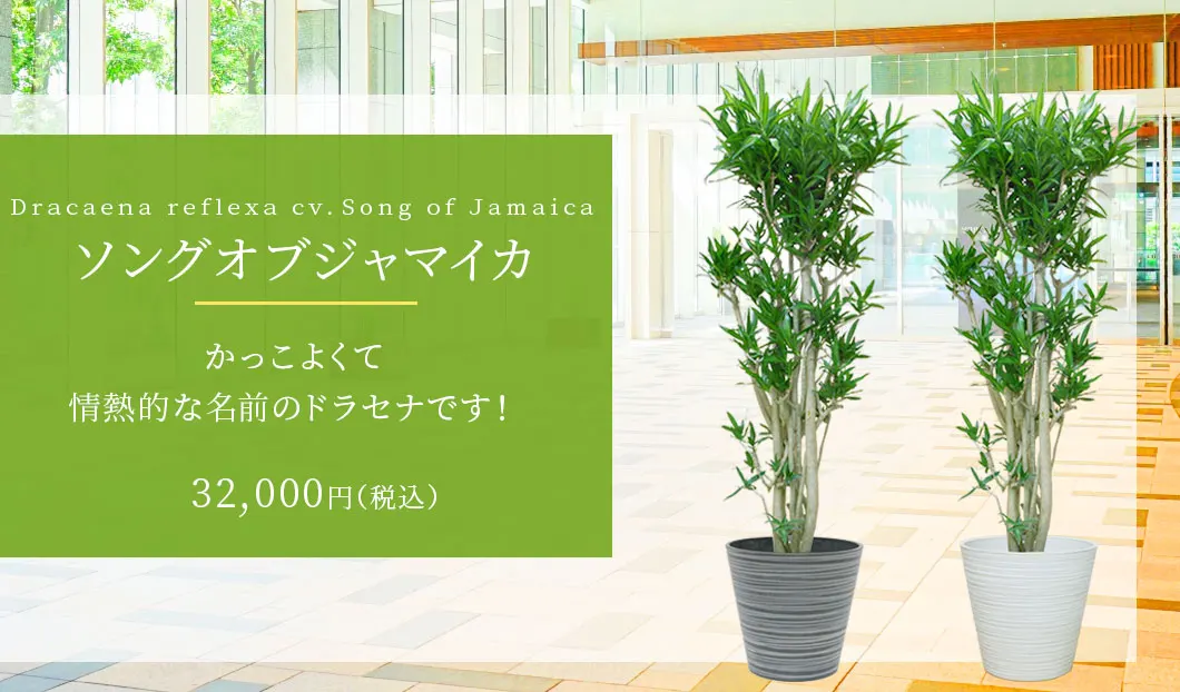 ソングオブジャマイカ 観葉植物 32,000円(税込)