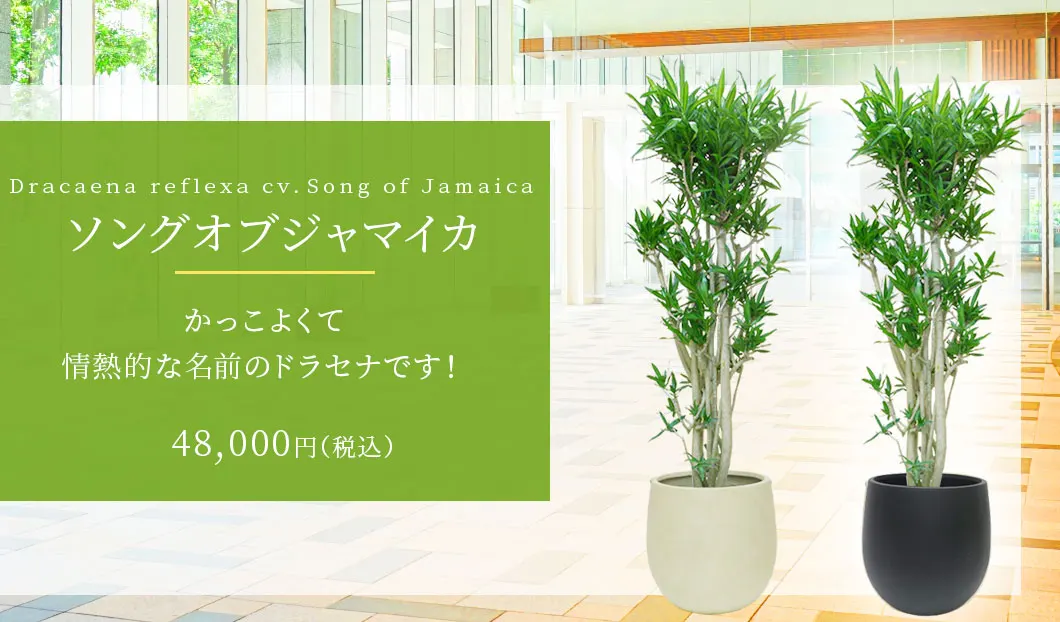 ソングオブジャマイカ 観葉植物 48,000円(税込)