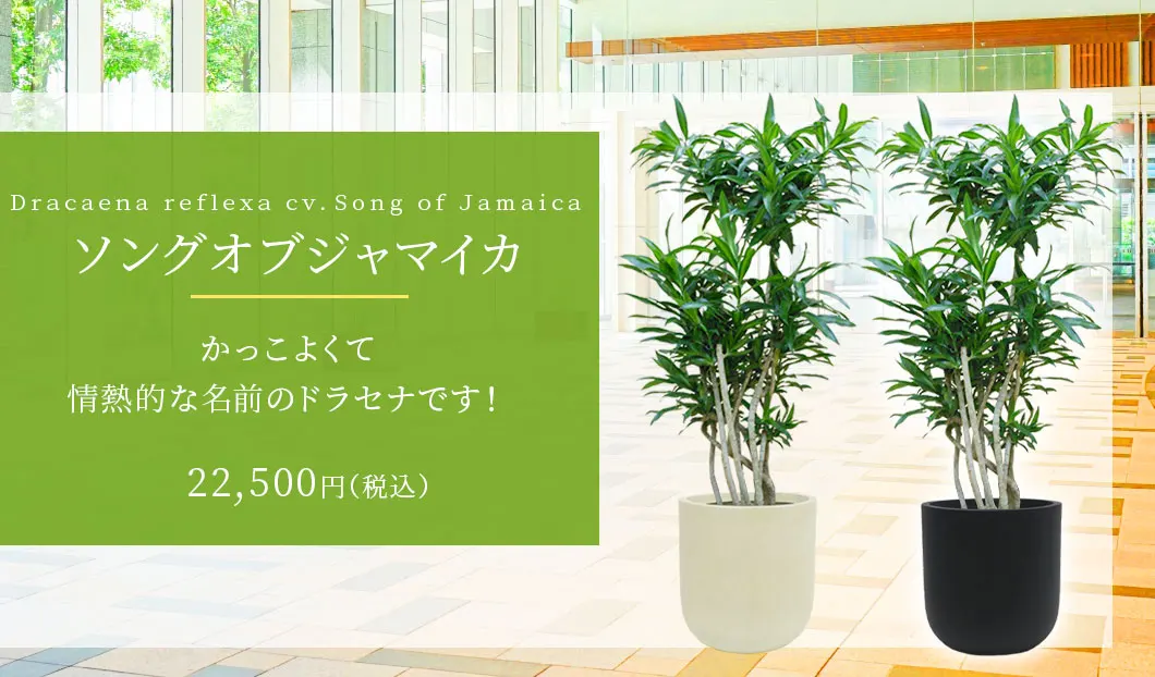 ソングオブジャマイカ 観葉植物 22,500円(税込)