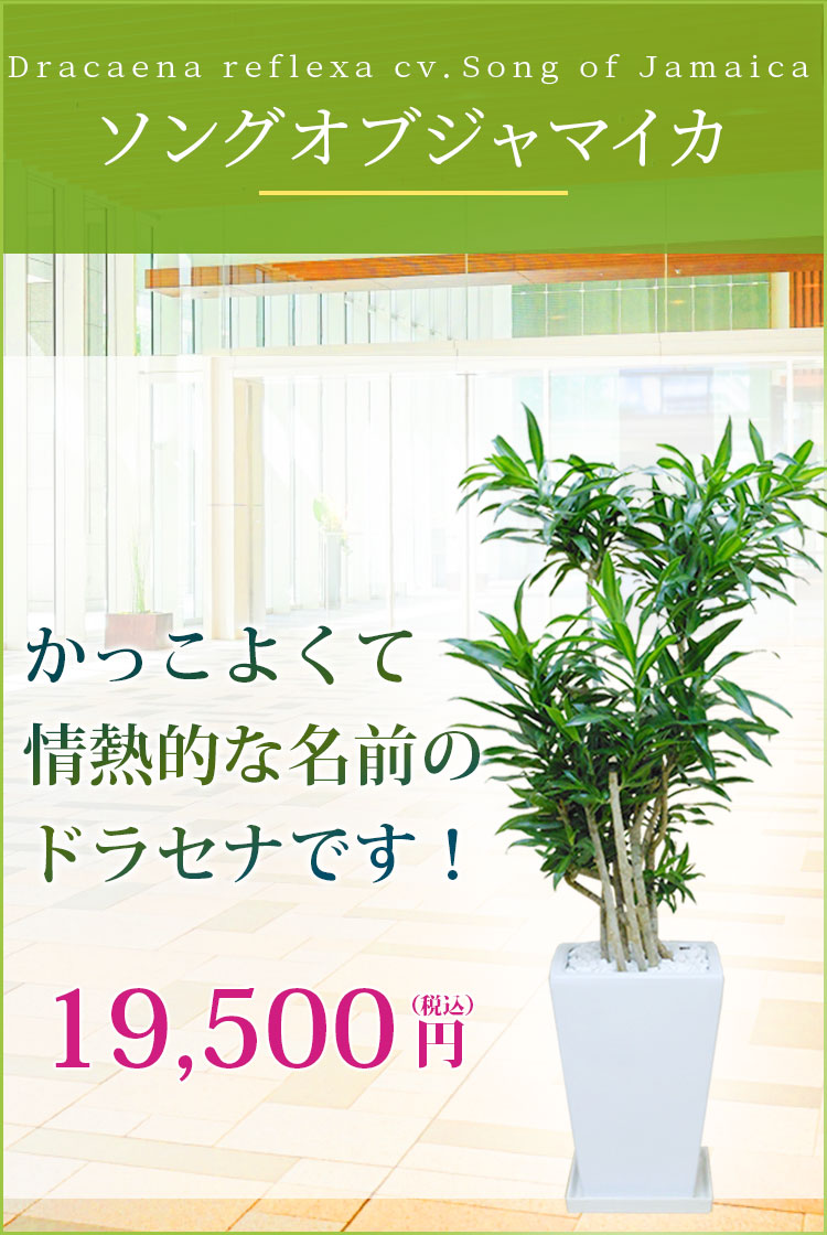 ソングオブジャマイカ 陶器鉢植込み スクエアタイプ白色 観葉植物の販売 通販の観葉植物のオアシス