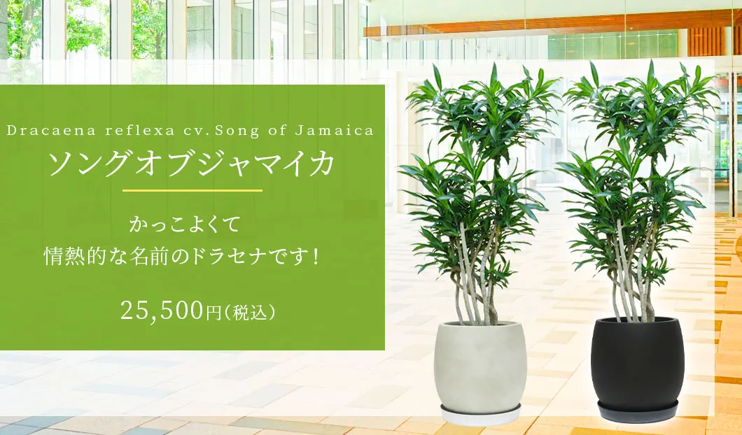 ソングオブジャマイカ 観葉植物 25,500円(税込)