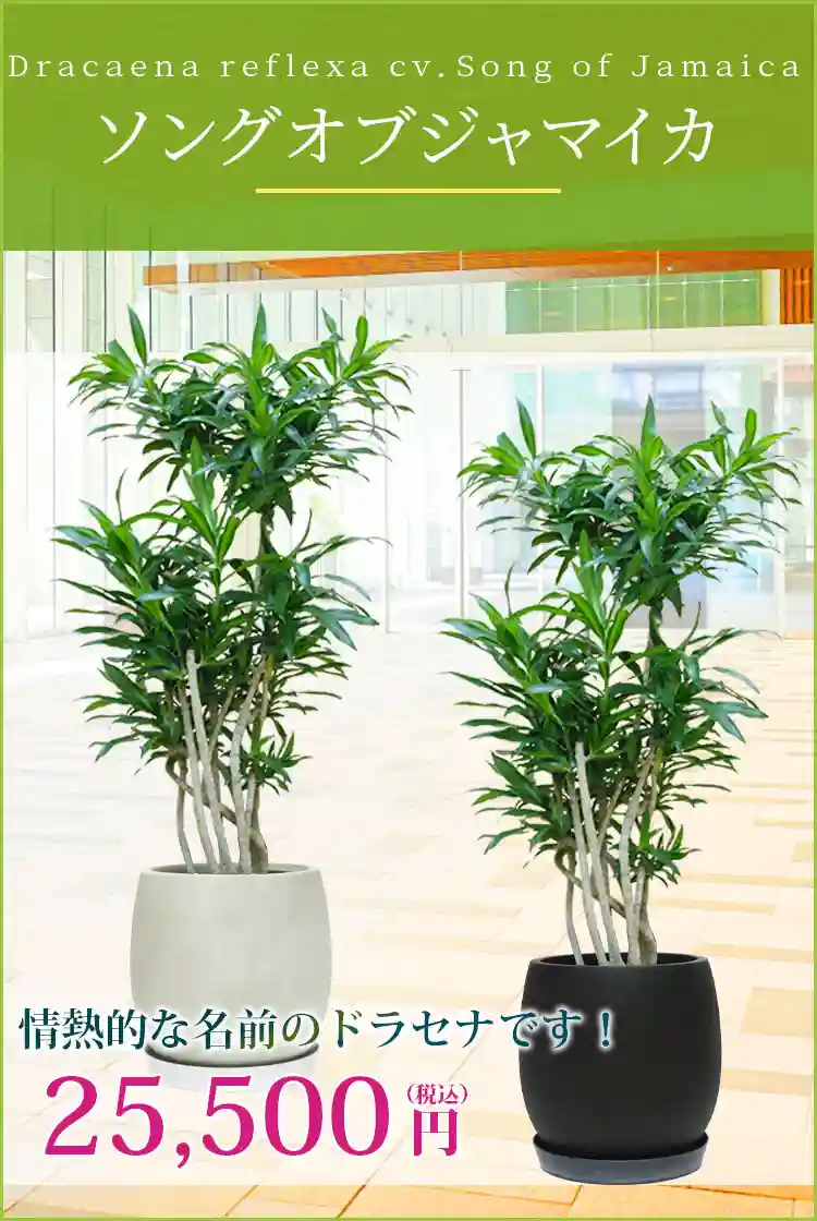 ソングオブジャマイカ 観葉植物 25,500円(税込)