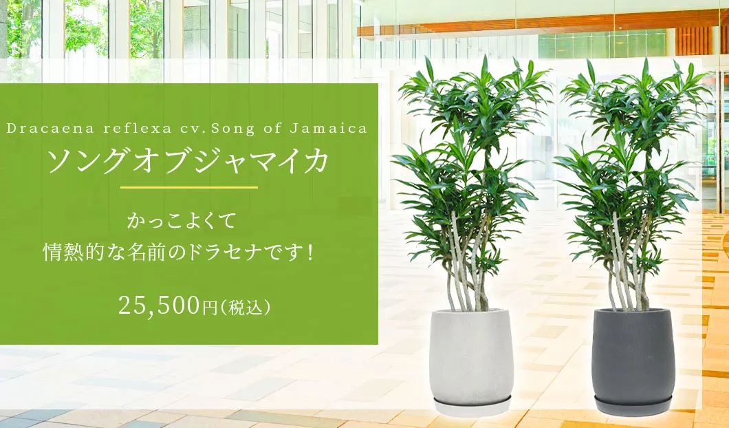 ソングオブジャマイカ 観葉植物 25,500円(税込)