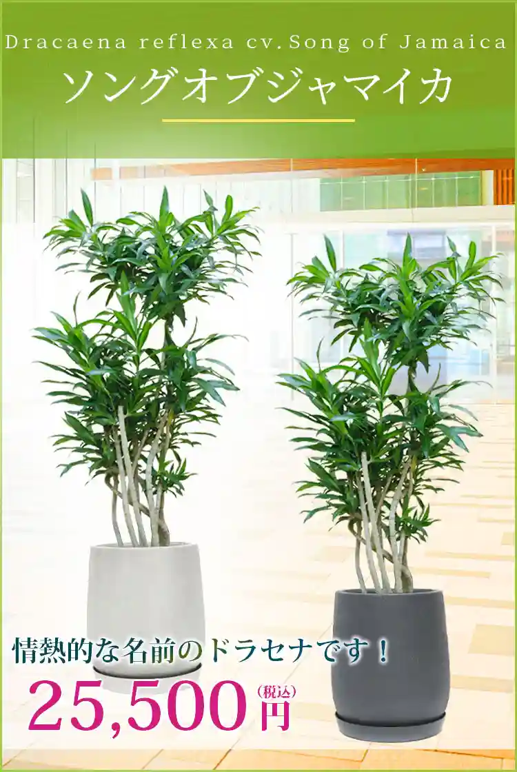 ソングオブジャマイカ 観葉植物 25,500円(税込)