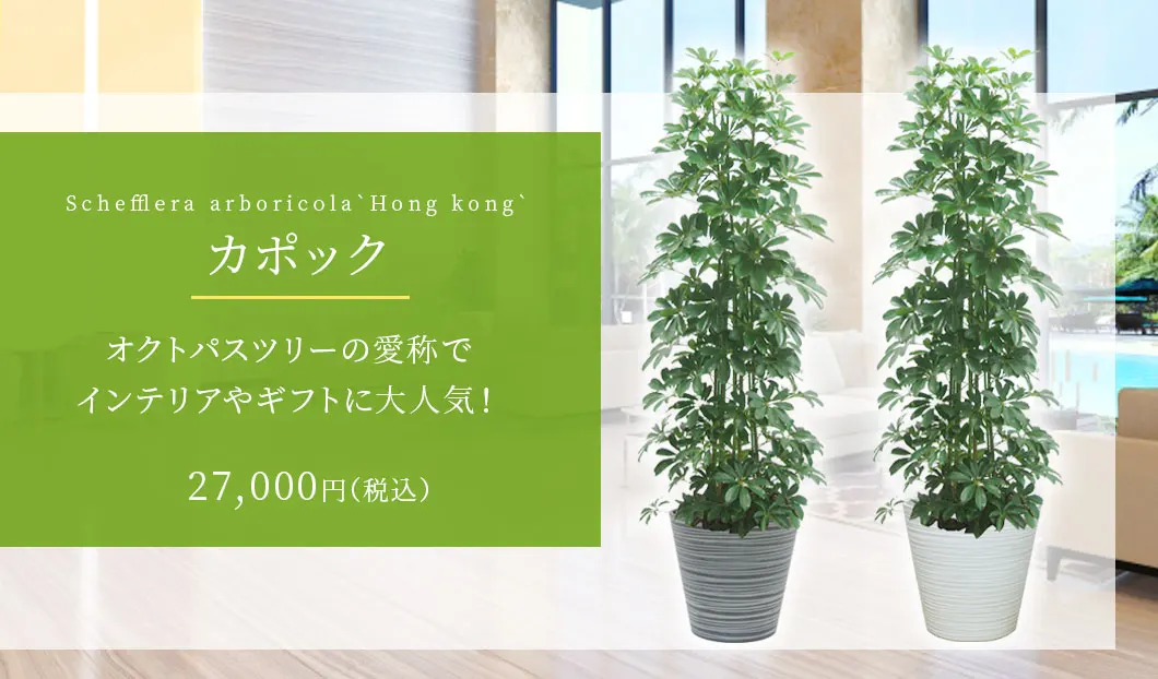 カポック 観葉植物 27,000円(税込)