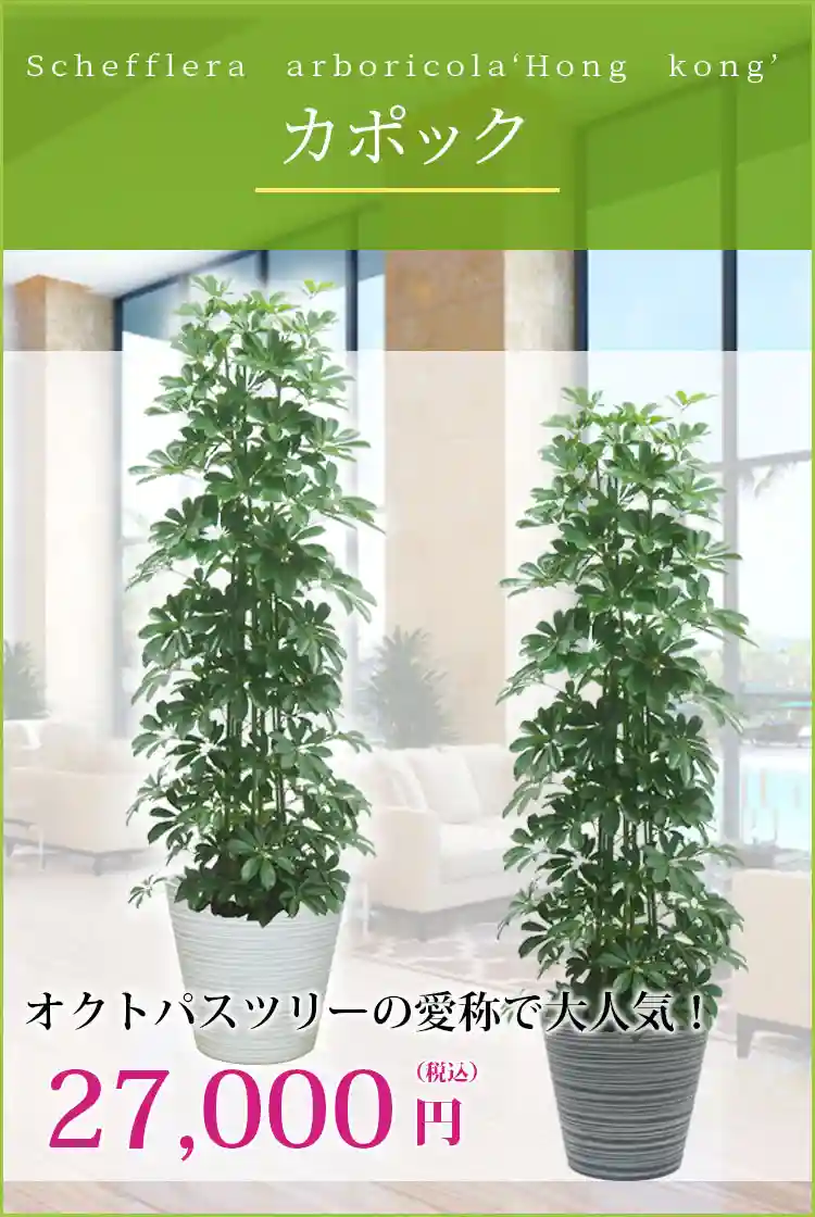 カポック 観葉植物 27,000円(税込)