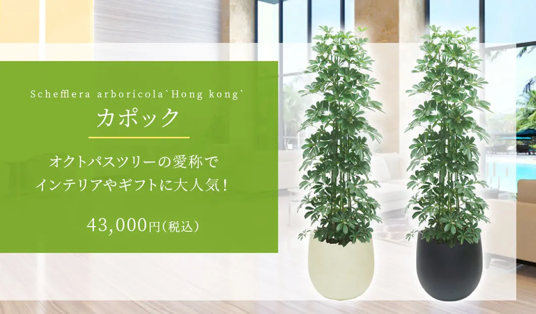 カポック 観葉植物 43,000円(税込)