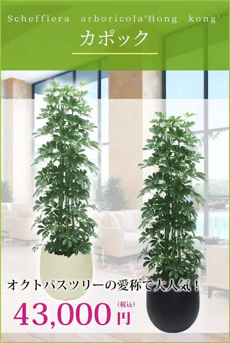 カポック 観葉植物 43,000円(税込)